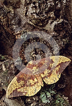 Imperial Moth (Eacles imperialis)