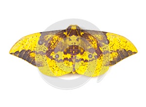 Imperial Moth