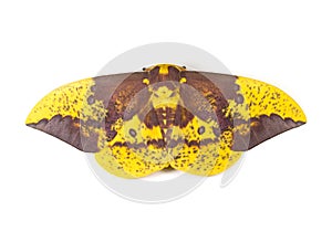 Imperial Moth