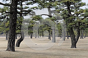 Imperial Palace Garden, Tokyo, Japan