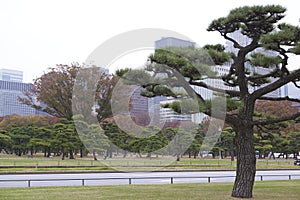 Imperial Palace Outer Garden