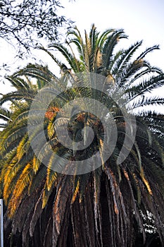 Imperial Palm Tree Sunset