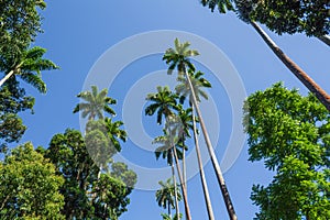 The Imperial Palm Trees in the Botanical Garden, Rio de Janeiro, Brazil.