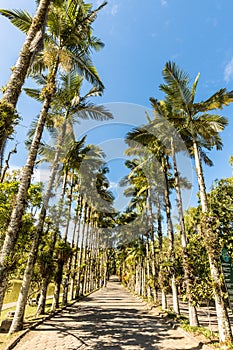 Imperial palms at Malwee Park. Jaragua do Sul, Santa Catarina