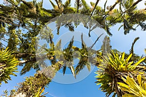 Imperial palms at Malwee Park. Jaragua do Sul, Santa Catarina