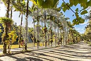 Imperial palms at Malwee Park. Jaragua do Sul, Santa Catarina