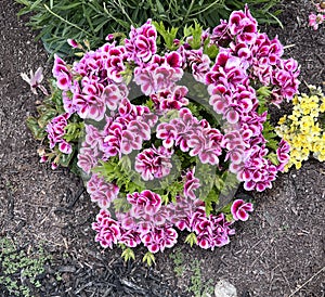 Imperial Regal Geranium, Pelargonium grandiflorum 'Imperial' Purple White