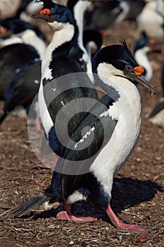 Imperial Shag