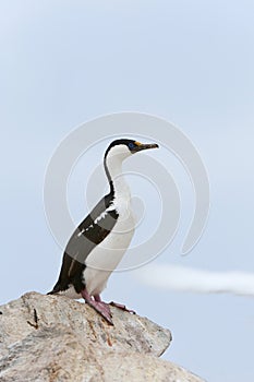 Imperial Shag, Antarctic peninsula