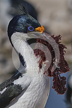 Imperial Shag carrying sea weed in the Falkland Islands