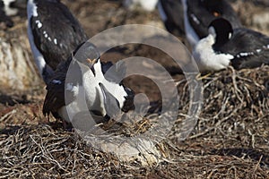 Imperial Shag with chick