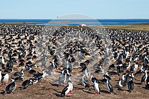 Imperial Shag Colony