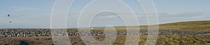 Imperial Shag colony - Falkland Islands