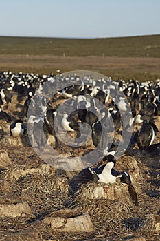 Imperial Shag colony - Falkland Islands