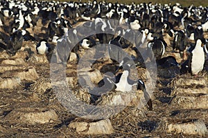 Imperial Shag colony - Falkland Islands