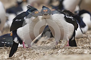 Imperial Shag courting in the Falkland Islands