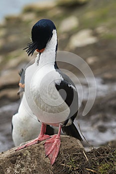 Imperial Shag on the Falkland Islands