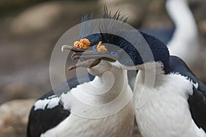 Imperial Shag on the Falkland Islands