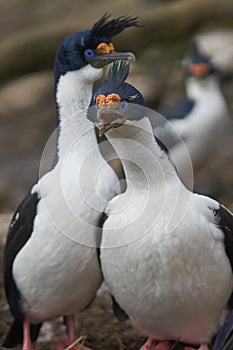 Imperial Shag in the Falkland Islands