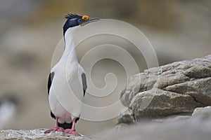 Imperial Shag in the Falkland Islands