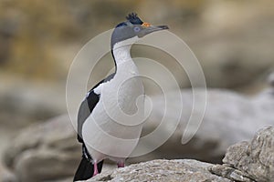 Imperial Shag in the Falkland Islands