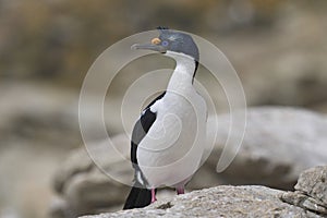 Imperial Shag in the Falkland Islands