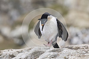 Imperial Shag in the Falkland Islands