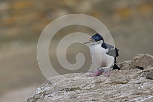 Imperial Shag in the Falkland Islands