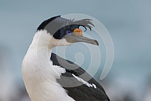 Imperial Shag in the Falkland Islands