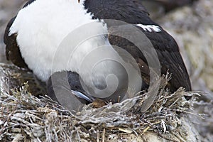 Imperial Shag - Falkland Islands