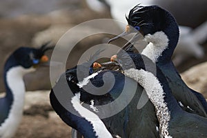 Imperial Shag fighting on the Falkland Islands