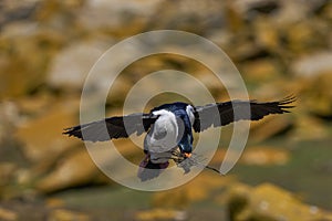 Imperial Shag landing in the Falkland Islands