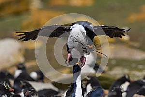 Imperial Shag landing in the Falkland Islands