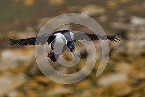 Imperial Shag landing in the Falkland Islands