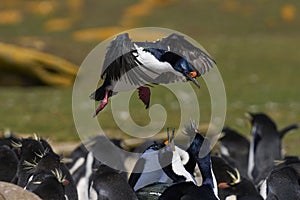 Imperial Shag landing in the Falkland Islands