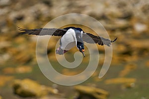 Imperial Shag landing in the Falkland Islands