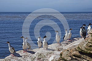 Imperial Shag Phalacrocorax atriceps albiventer