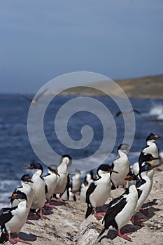 Imperial Shag Phalacrocorax atriceps albiventer