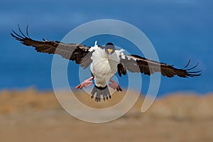 Imperial Shag, Phalacrocorax atriceps, cormorant in flight, dark blue sea and sky, Falkland Islands. Action wildlife scene from na