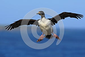 Imperial Shag, Phalacrocorax atriceps, cormorant in flight, dark blue sea and sky, Falkland Islands