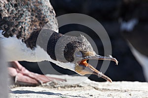 Imperial Shag Squaking