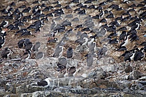 Imperial shags in Beagle Channel, Argentina