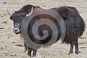 Imperial Tibetan Yak