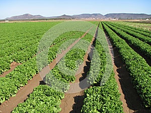 Imperial Valley lettuce farm photo