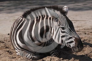 Imperial zebra photo