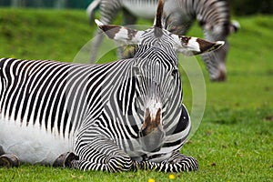 Imperial zebra resting on the grass