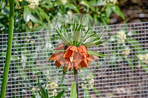 Imperialis Fritillaria Orange imperial Lily