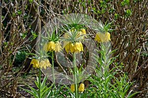 Imperialis Fritillaria Yellow imperial Lily