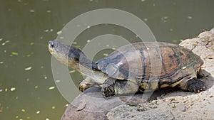 Imperious West African mud turtle, Hartbeespoort, North West, South Africa