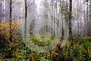 Impermeable birch forest with a lot of plants and fog photo